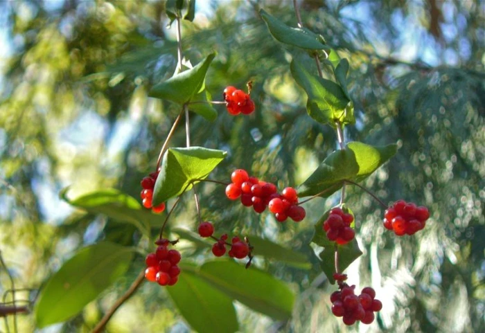 Lonicera interrupta image