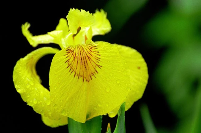 Iris pseudacorus image