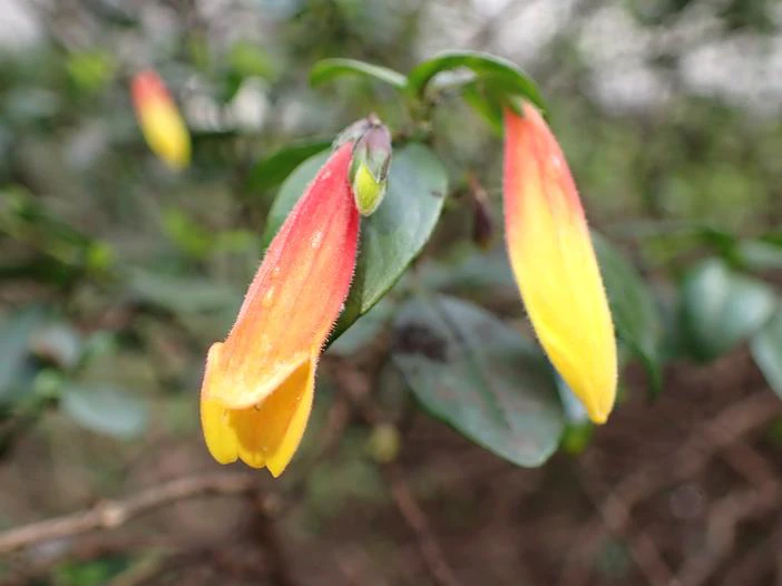Justicia floribunda image
