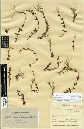 Epilobium alsinoides subsp. atriplicifolium image