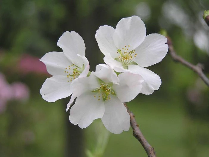 Prunus speciosa image