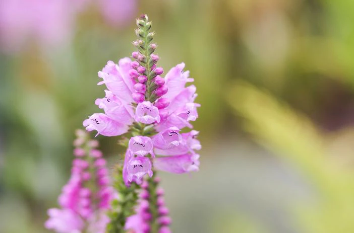 Physostegia virginiana image