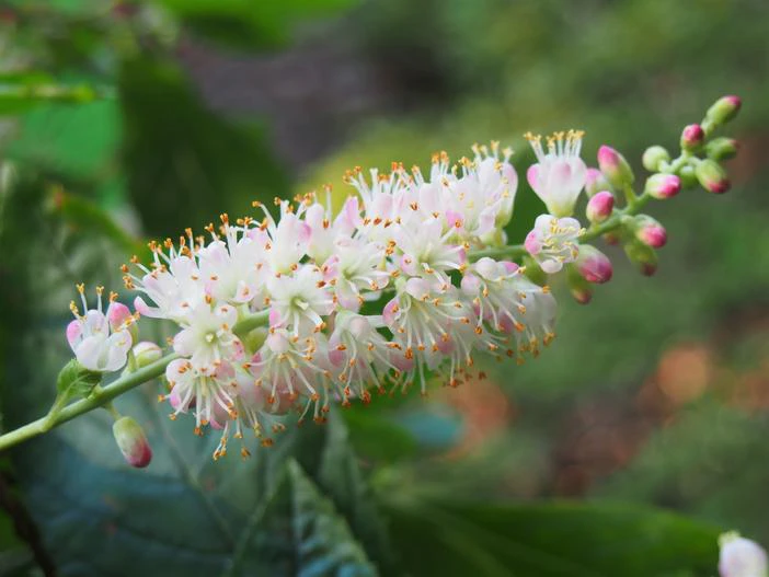 Clethra fargesii image