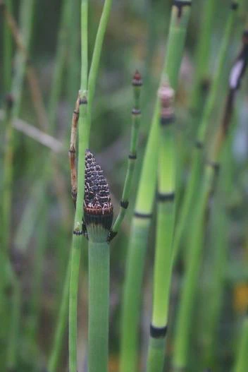 Equisetum hyemale subsp. affine image