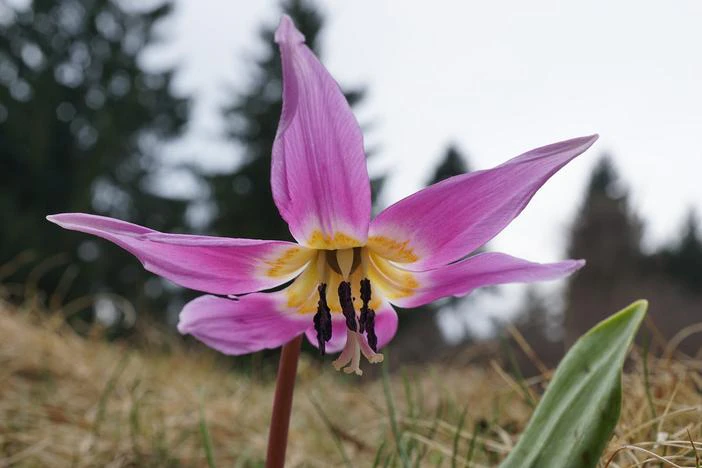 Erythronium dens-canis image