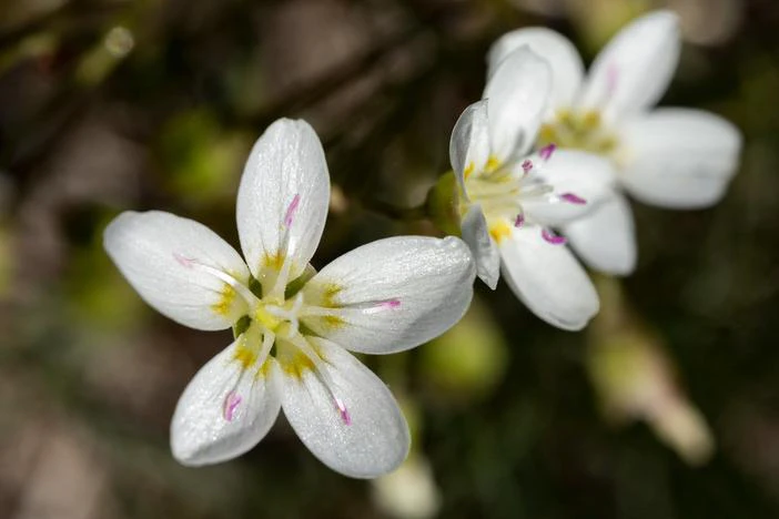 Claytonia lanceolata image