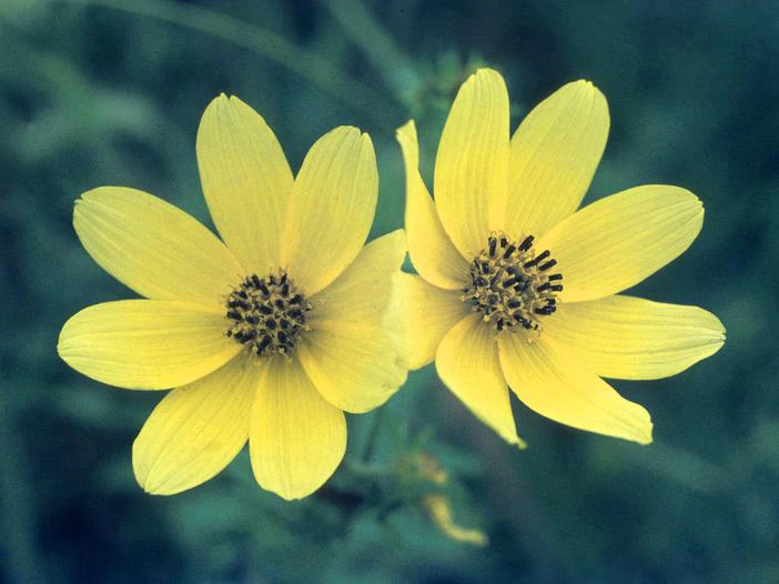 Bidens trichosperma image