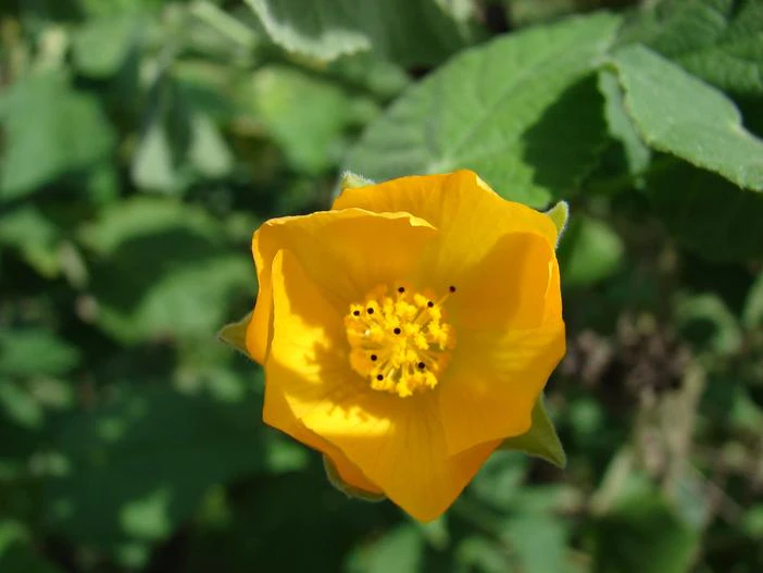 Abutilon grandifolium image
