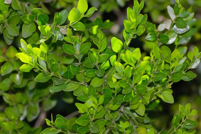Buxus macowanii image