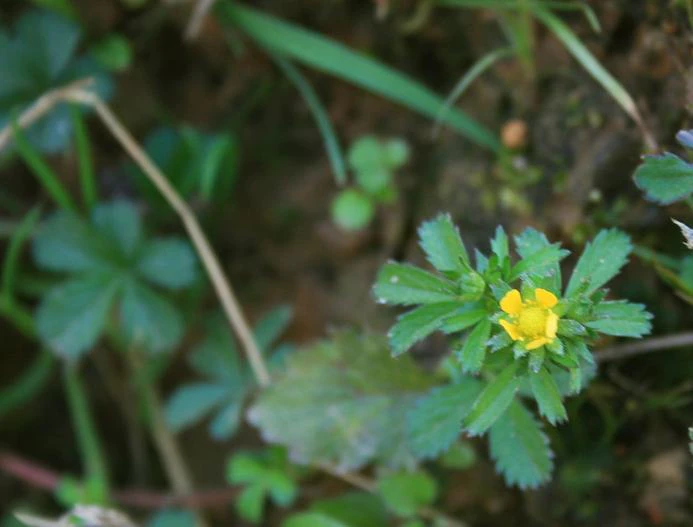Potentilla sundaica image