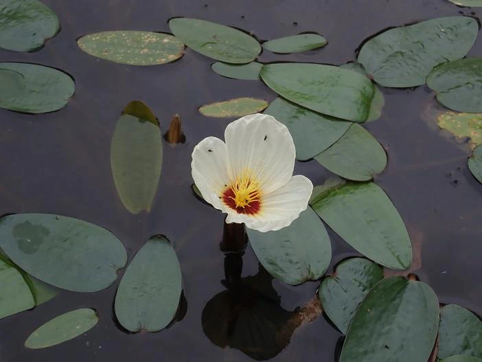 Ottelia ovalifolia image