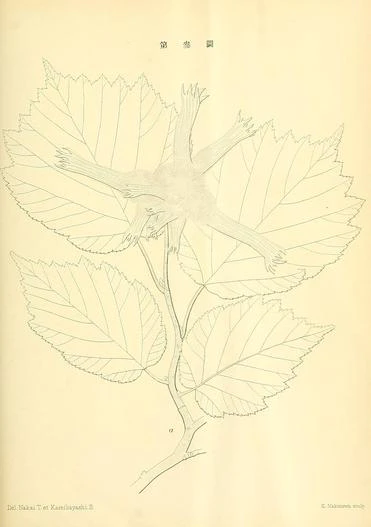 Corylus sieboldiana var. mandshurica image