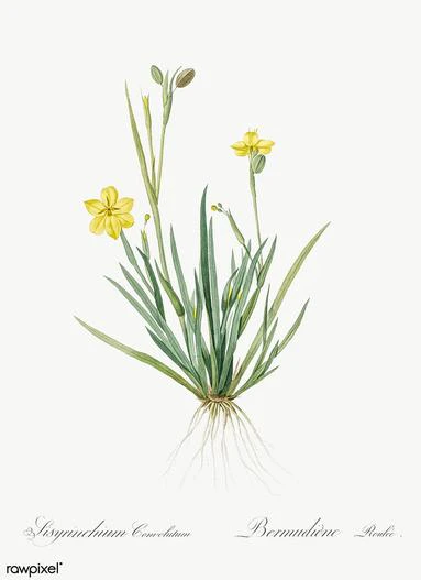 Sisyrinchium convolutum image