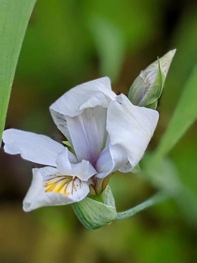 Iris tenuis image