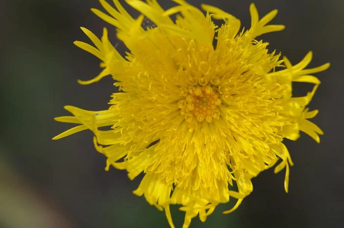 Podolepis jaceoides image