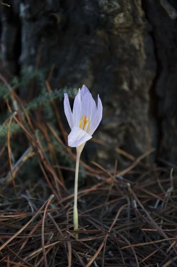 Crocus salzmannii image