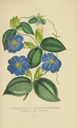 Meyenia hawtayneana image