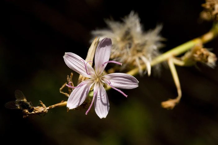 Stephanomeria pauciflora image