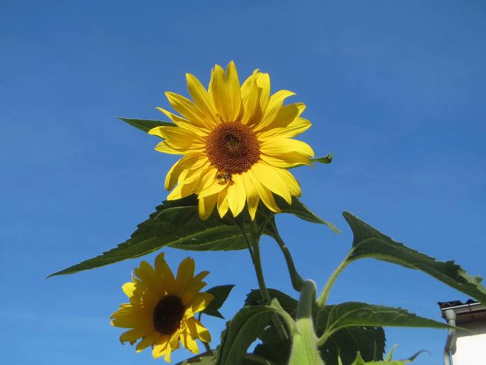 Helianthus annuus image