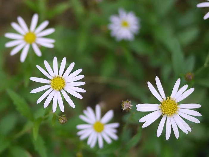 Aster yomena image