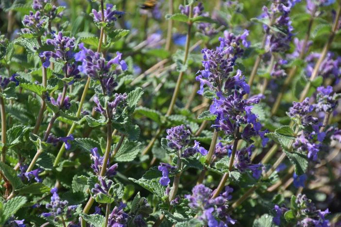 Nepeta latifolia image