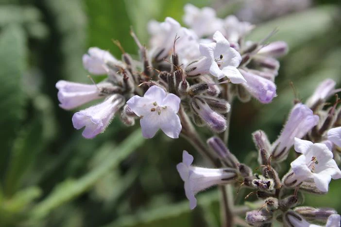 Eriodictyon crassifolium image