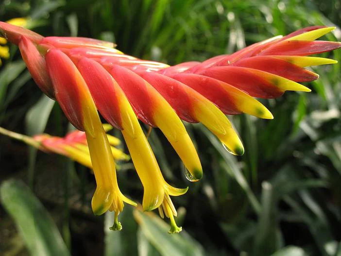 Vriesea carinata image