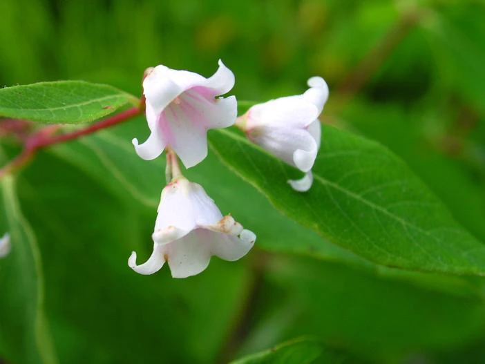 Apocynum androsaemifolium image