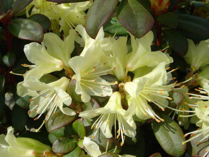 Rhododendron keiskei image