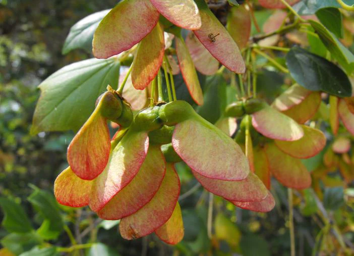 Acer paxii image
