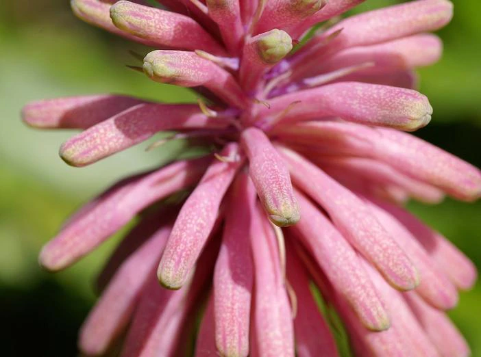 Veltheimia bracteata image