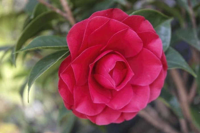 Camellia reticulata image