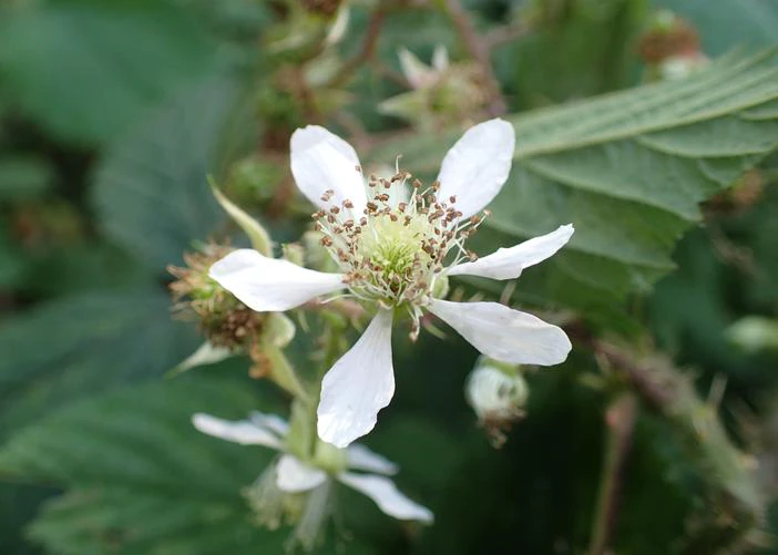 Rubus bavaricus image
