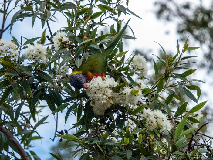 Eucalyptus curtisii image