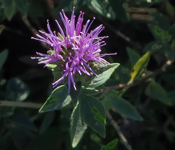 Monardella linoides image