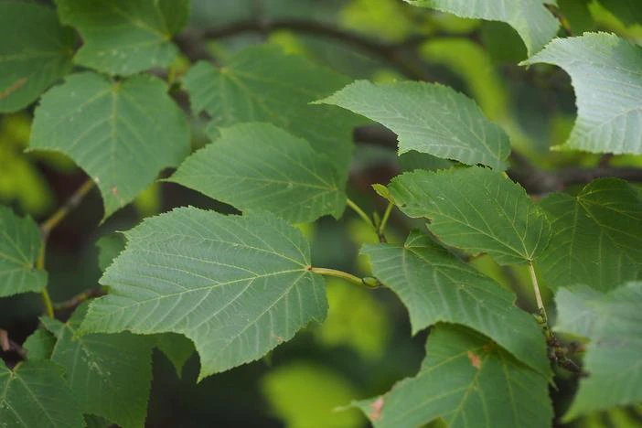 Acer rufinerve image