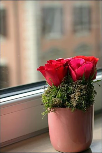 Rosa indica image