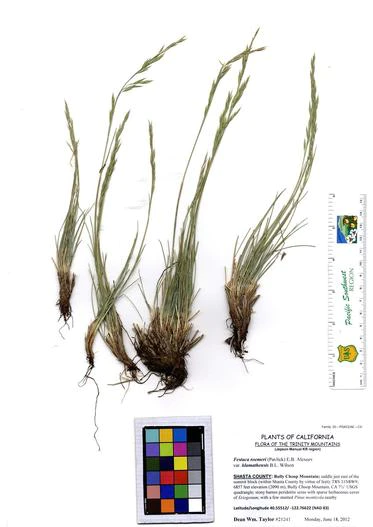 Festuca idahoensis subsp. roemeri image