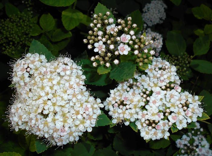Spiraea fritschiana image