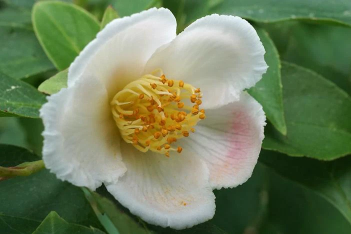 Stewartia rostrata image