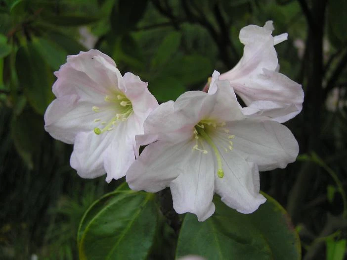 Rhododendron fortunei image