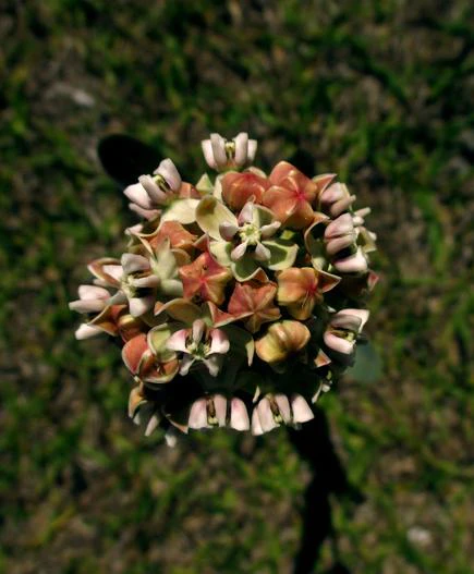 Asclepias glaucescens image