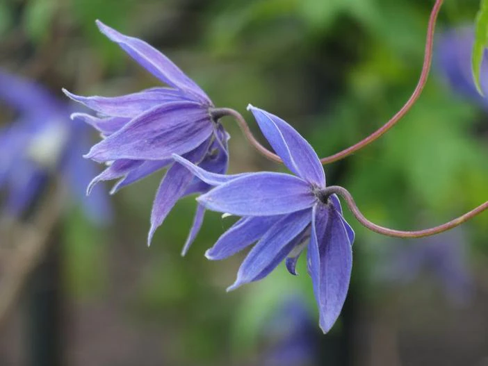 Clematis macropetala image