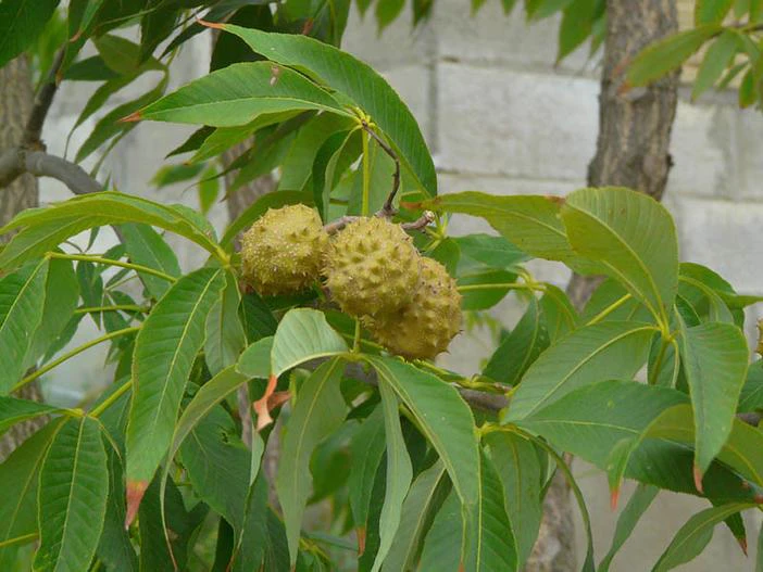Aesculus glabra image
