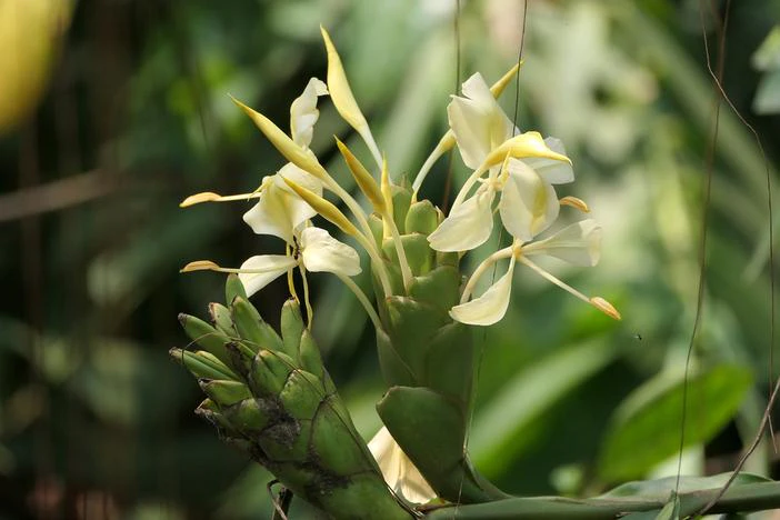 Hedychium flavum image