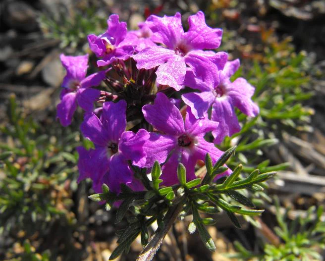 Glandularia pulchella image