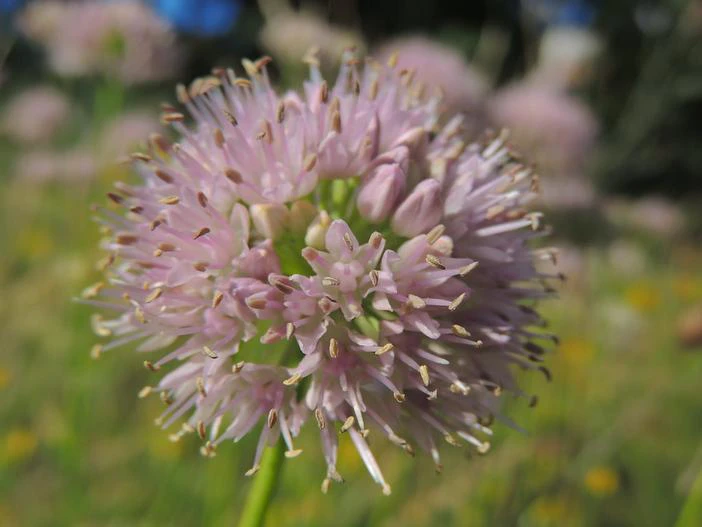 Allium senescens image