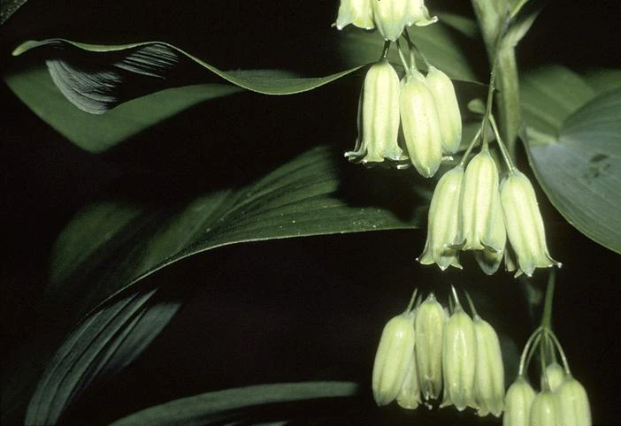 Polygonatum biflorum var. commutatum image