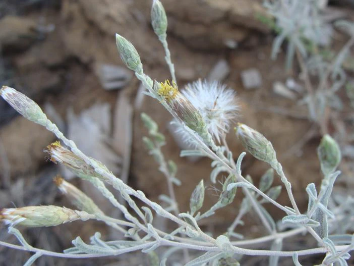 Brickellia venosa image