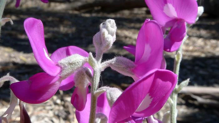 Swainsona greyana image